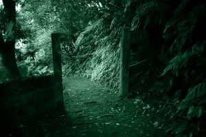 Area boschiva abbandonata che rievoca il luogo di sepoltura di Mackenzie Lueck